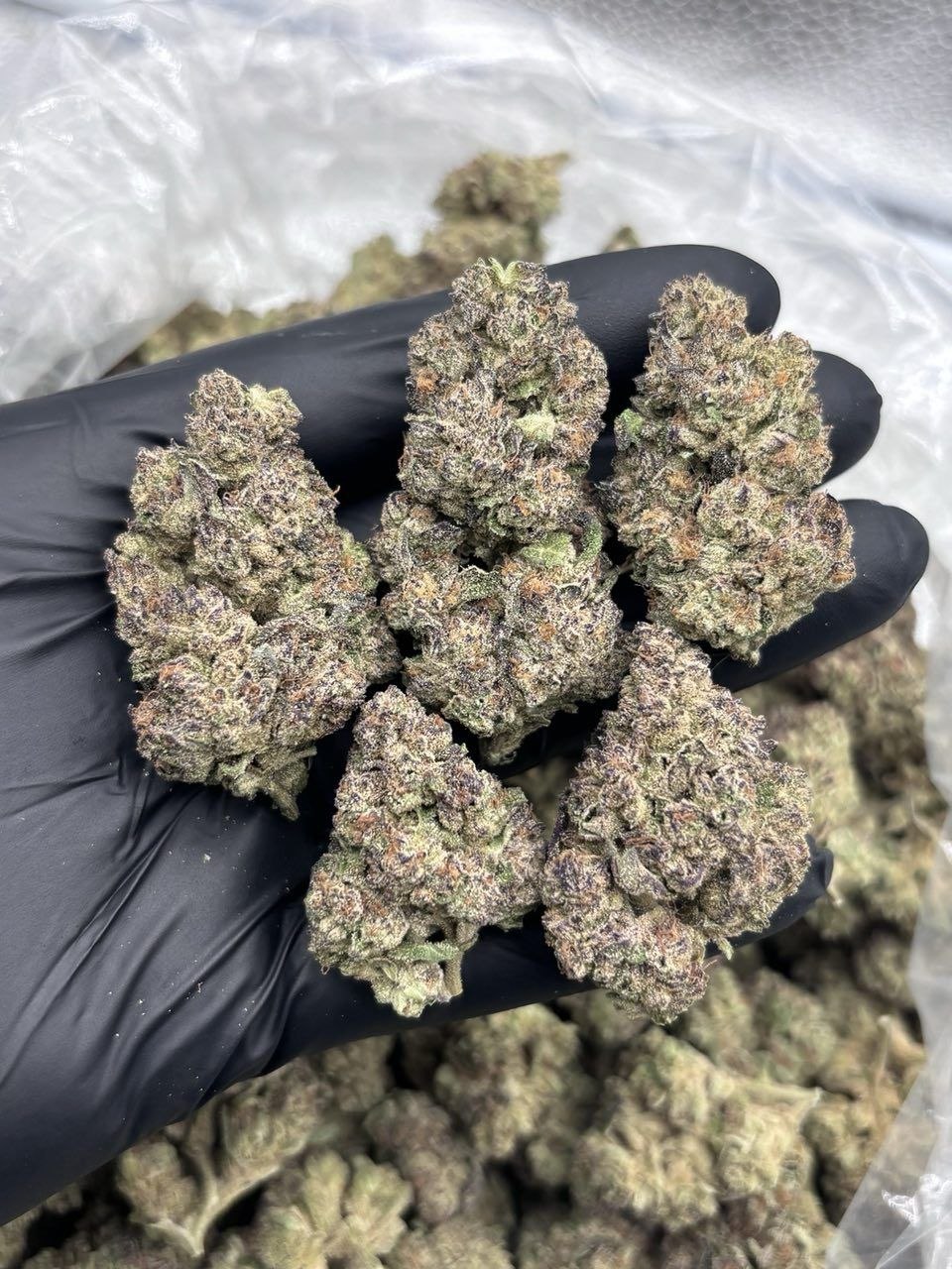 CANDY X view 2