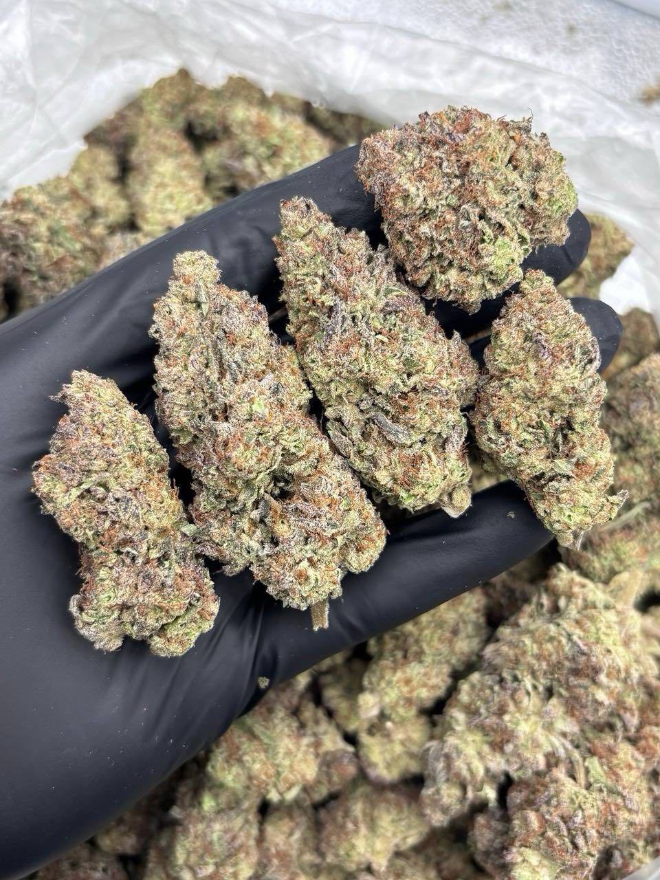 PURPLE CHEMDAWG MIXLIGHTS 😈🐶