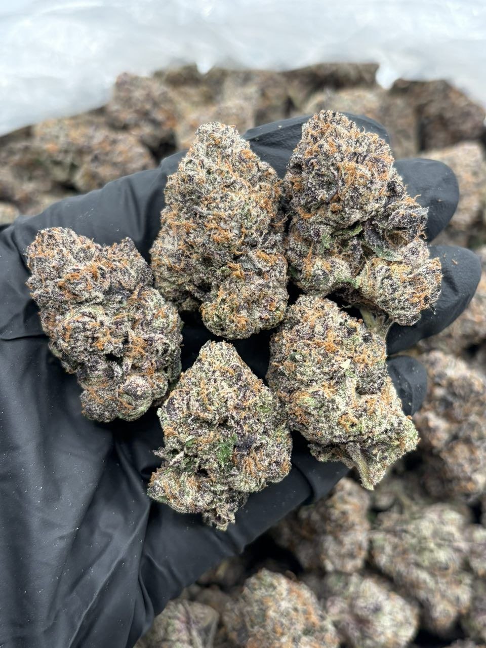Blue Nerdz C1