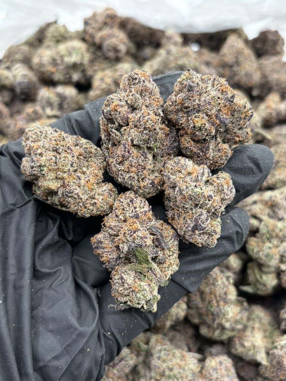 Raspberry runtz C1