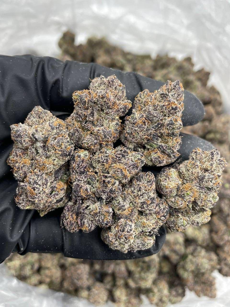 BLACK CHERRY SUNSET INDOORS 🍒🌅