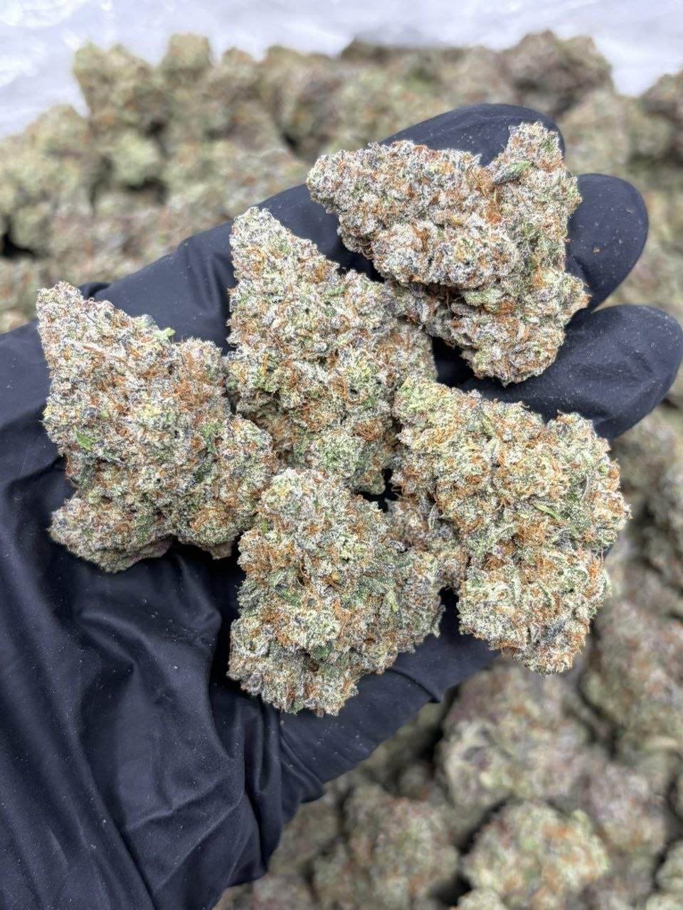 Sugar gelato SG