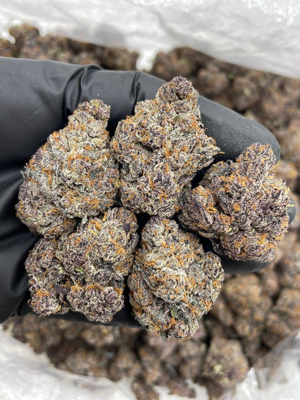 BUBBLEGUM SMARTIES INDOORS 🫧🍬 