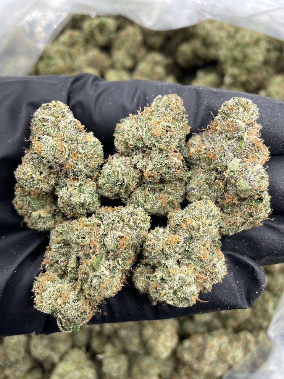BLUE CANDY LEMONS INDOORS 🍭🍋