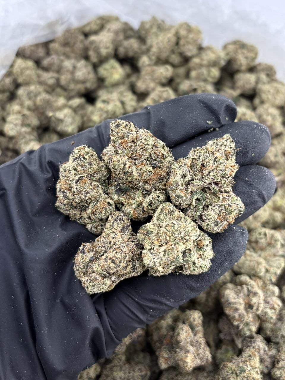 CHERRY BOMB INDOORS 🍒💣
