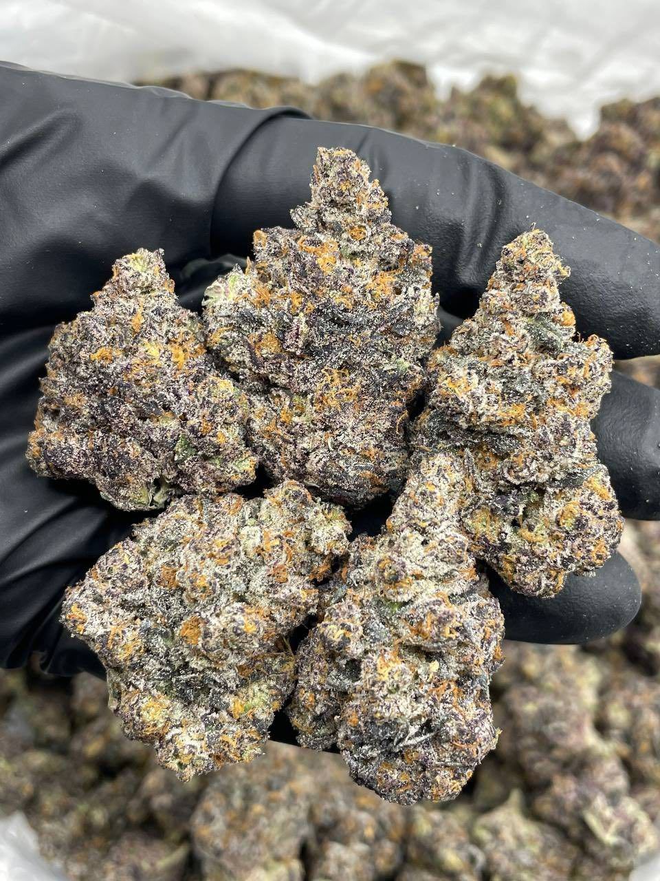 SOUR SHERBET INDOORS 🍭🍋