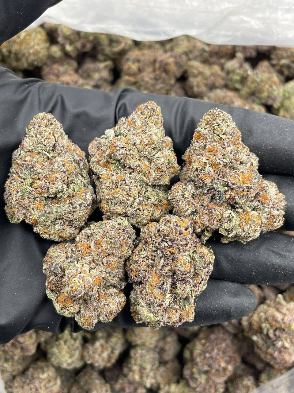 BUBBLEGUM ZOURS INDOORS 😝🔥