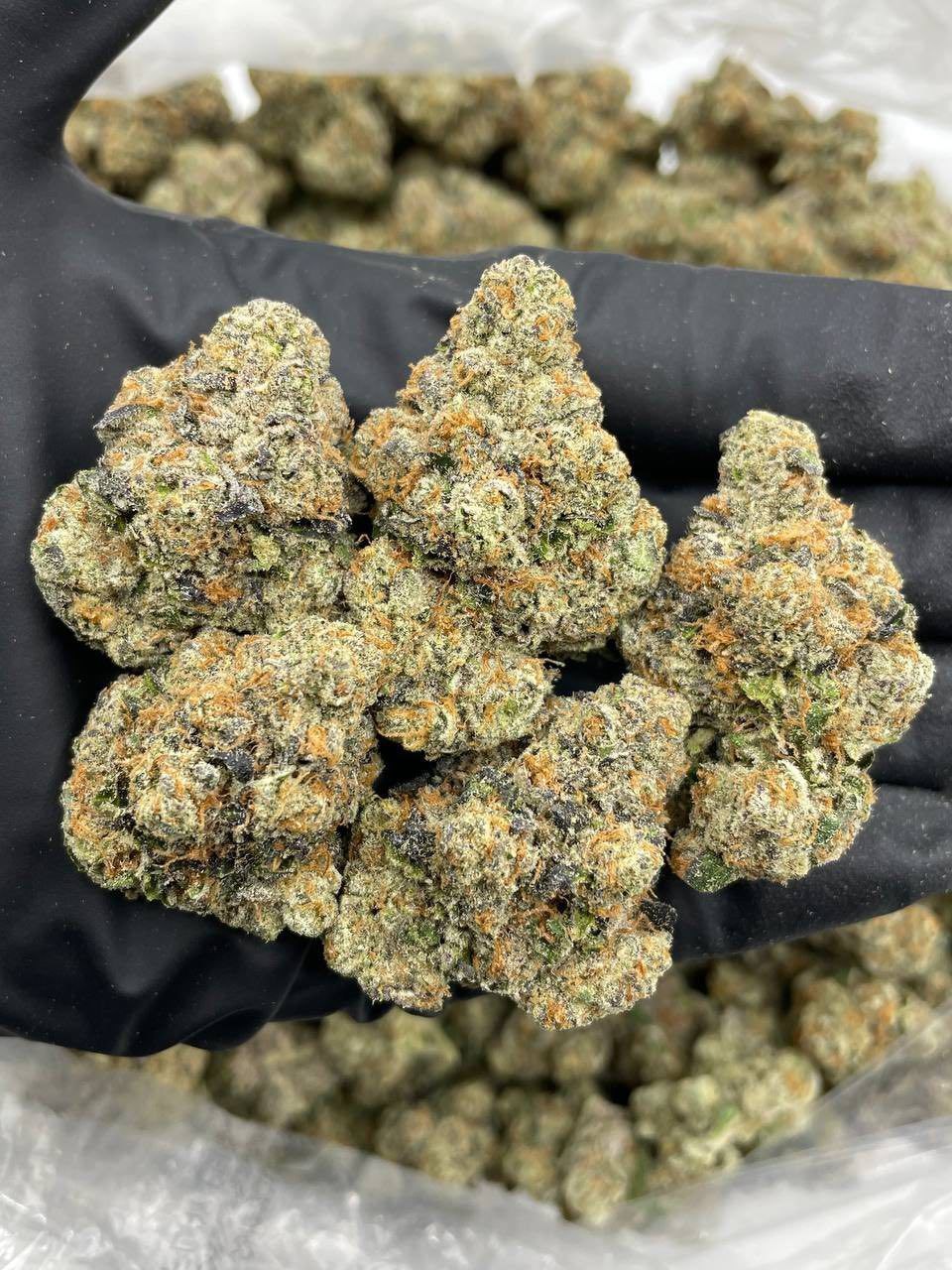 RAINBOW GEORGIA PIE INDOORS 🌈🥧 📦$800 P
